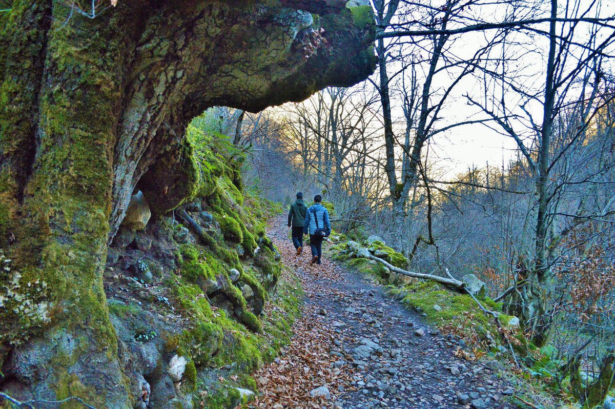 CasoRedes's tweet photo. ¿Vienes a conocer nuestros bosques? 😃🍃🍂
Tenemos hayedos, alcornocales, robledales o eucalipto. Pero es el haya el más abundante de la zona. 
Contamos con una amplia riqueza medioambiental, ya que existen formaciones de origen glaciar y numerosas cuevas.
#DestinoCaso #Asturias https://t.co/sfQWdtRoSM
