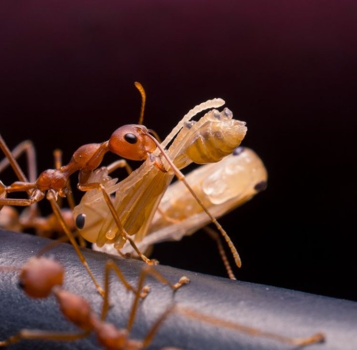 SpidersATSea's tweet photo. As a result of using up larval silk in the nest construction process, weaver ant larvae develop into “naked pupae”. In their naked pupal form, weaver ants are best pictured as albino versions of worker ants, doing six-legged demonstrations of the foetal position. + https://t.co/6eja2Q5AzM