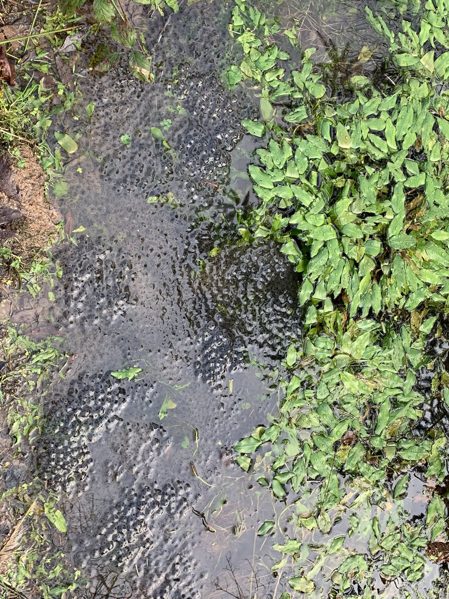 At last, the frogs have woken up #frogspawn #firstsignsofspring