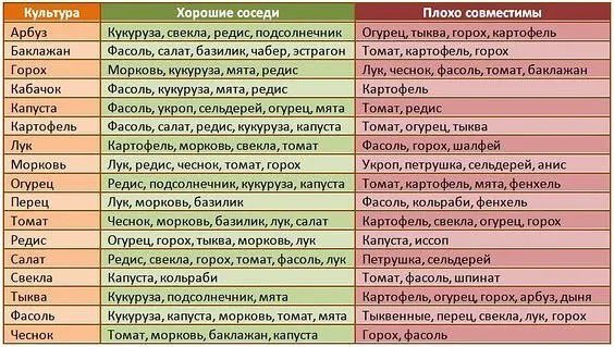 Совместимость и соседство овощных культур 🌱