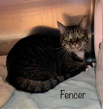 Meet sweet older tabby &amp; white girl kitty "Fencer" ID 634526 at the #CobbCounty shelter in #MariettaGA who was left to roam &amp; seeks a real forever home! Phone (770) 499-4136 to arrange a meeting with this doll (or online)! Adopt! Pledge for rescue! URGENT!
facebook.com/cobbcountykitt…
