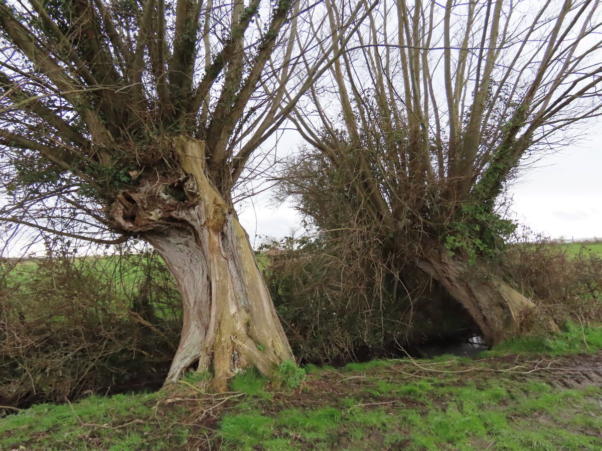 jcurtisart's tweet photo. Good morning - willow trees from a walk at the weekend https://t.co/55lyqwhClN