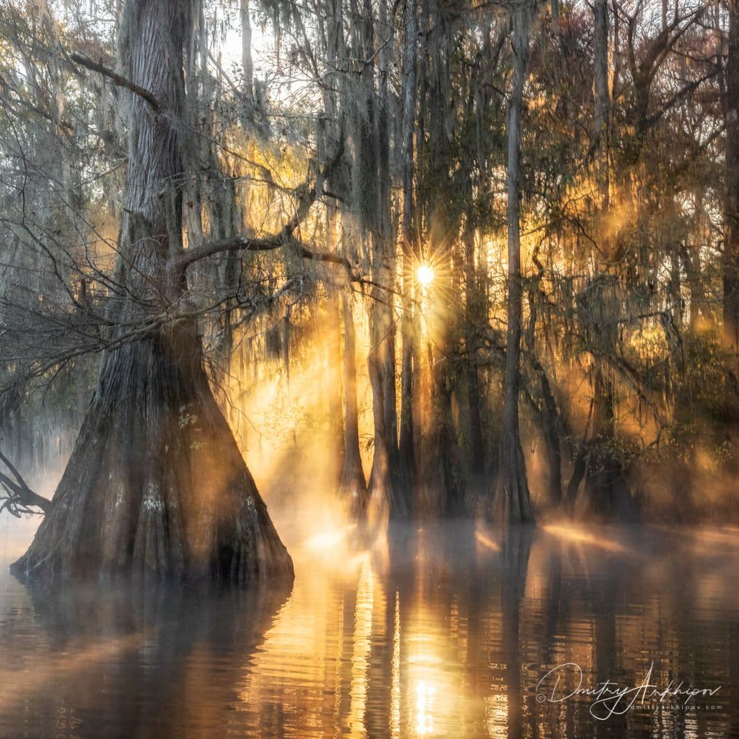 d_arkhipov's tweet photo. N10 #Cypress #Swamps of Louisiana and #Texas.

Did you know about this amazing place? https://t.co/b6tKmy6FaC
