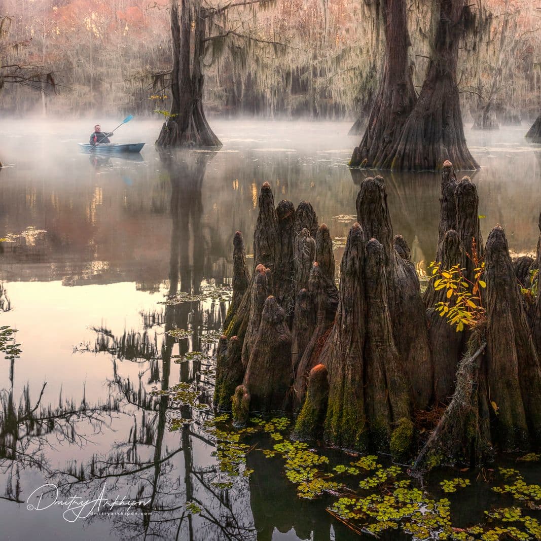 d_arkhipov's tweet photo. N10 #Cypress #Swamps of Louisiana and #Texas.

Did you know about this amazing place? https://t.co/b6tKmy6FaC
