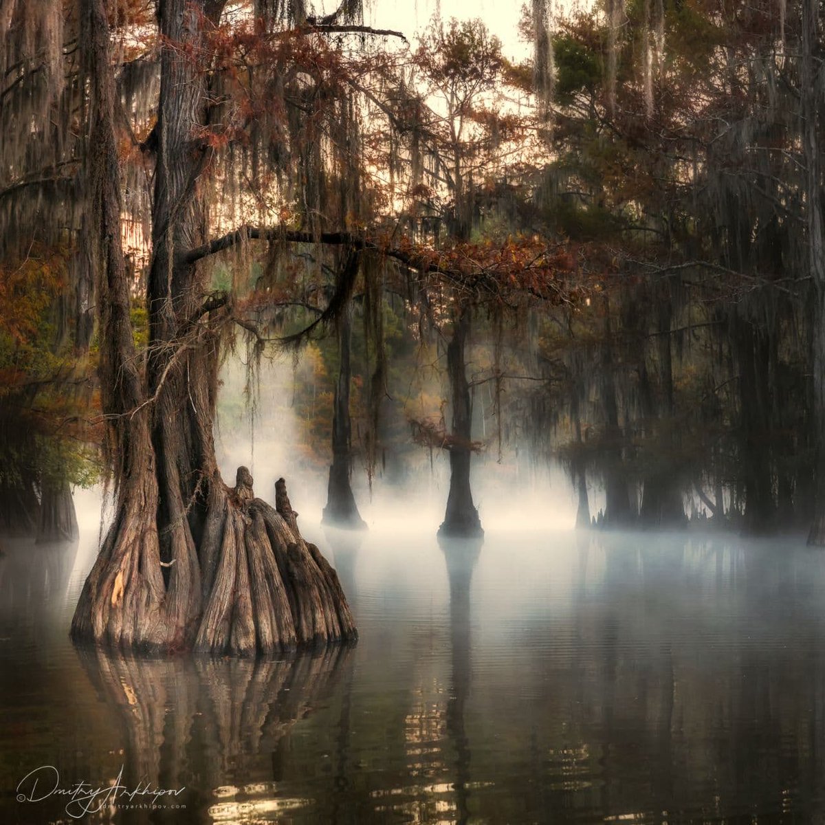 d_arkhipov's tweet photo. N10 #Cypress #Swamps of Louisiana and #Texas.

Did you know about this amazing place? https://t.co/b6tKmy6FaC