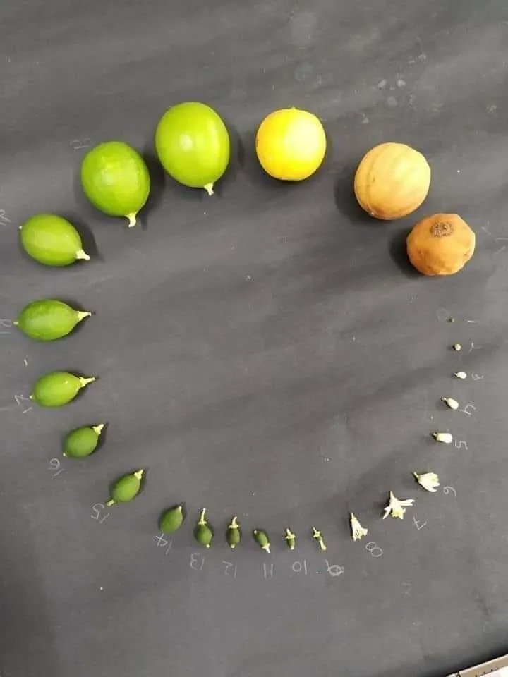 EcoInventos's tweet photo. La vida de un limón 🍋 https://t.co/biK9IdzASq