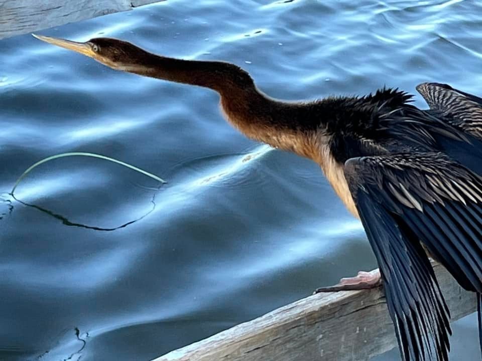 SureshRajan6's tweet photo. This guy caught my attention and he allowed me to get close as well. #PerthIsOK #BirdsOfPerth https://t.co/UJGx68y8lM