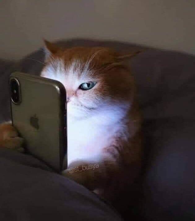 кот с телефоном мем. кошка с айфоном. картинки кошек на телефон. котик с телефоном. котенок с телефоном.