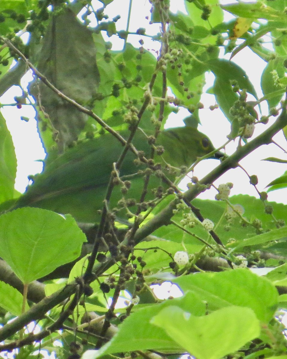 koolshark2's tweet photo. My 2 #leafbird #lifers (yay😀) today did not want to cooperate (boo😢), either blink & miss it or blocked. My least-bad pics today at Dairy Farm.Or as they say in #singapore, “record shots”. #bluewingedleafbird #greatergreenleafbird Uncommon #birdsinsingapore. #nparksbuzz https://t.co/uJkObAnKj5