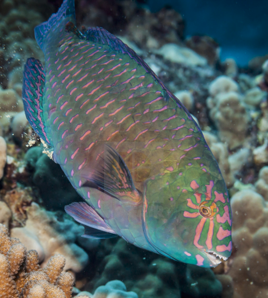 JeniOLeary's tweet photo. Proud that the Warden of @KisiteMpunguti has now started using @WCSocean &amp; @SMARTseas  training materials developed under @BlueActionFund to train MPAs nationally on Fish ID! 

Fish of the Week -going national in #Kenya! @kwskenya. #MPAs learning 1 fish a week for 40 weeks! https://t.co/1OuOusB3h8