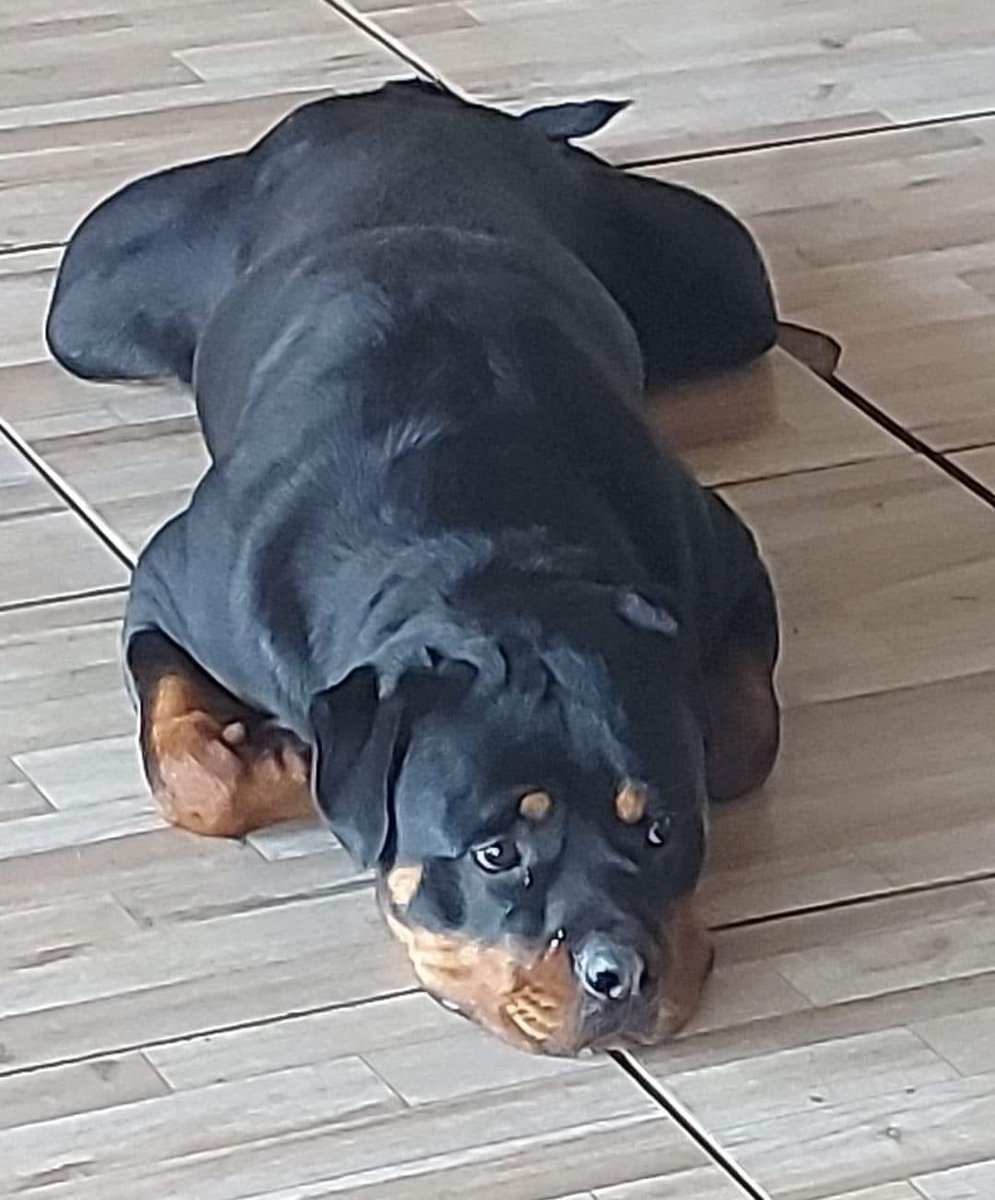 URGENTE 😭😭😭 Pessoal infelizmente meu marido não está aceitando meu cachorro,  então terei que doá-lo,  se alguém se prontificar eu agradeço,  caso contrário ficará na rua😞 então vou passar algumas informações para ficar mais fácil a adoção,  ele tem 1.75 d3 altura, 36 anos…