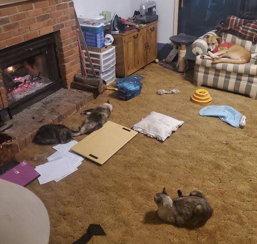 MarshMuhSmarsh's tweet photo. Heater still broken,  but may be fixed today! It’s brought the whole fuzzy family into one room to be by the fire.  That’s me, seester, Aunt Fi, and Dog Fren having a snoozo. https://t.co/Bj624mQJ24