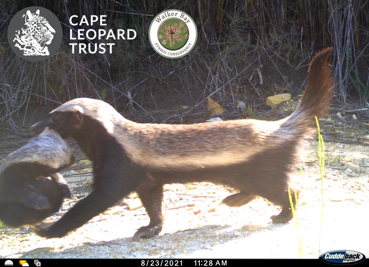 Cape Leopard Trust (CLT) tweet media