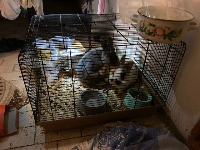 LPDnoe's tweet photo. 😣 🐾
Es müssen unfassbare #Qualen gewesen sein, die diese nur wenige Wochen alte #Tiere erlitten haben müssen. Die gute Nachricht: sie werden nun durch die Tierheime artgerecht versorgt & betreut.
☝️ Wer gute Nerven hat, kann hier weiterlesen: https://t.co/7VUvcRf6oy
📷 LPD NÖ https://t.co/Q4WtApKKwL