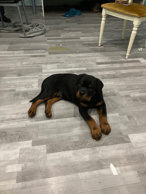 LPDnoe's tweet photo. 😣 🐾
Es müssen unfassbare #Qualen gewesen sein, die diese nur wenige Wochen alte #Tiere erlitten haben müssen. Die gute Nachricht: sie werden nun durch die Tierheime artgerecht versorgt & betreut.
☝️ Wer gute Nerven hat, kann hier weiterlesen: https://t.co/7VUvcRf6oy
📷 LPD NÖ https://t.co/Q4WtApKKwL