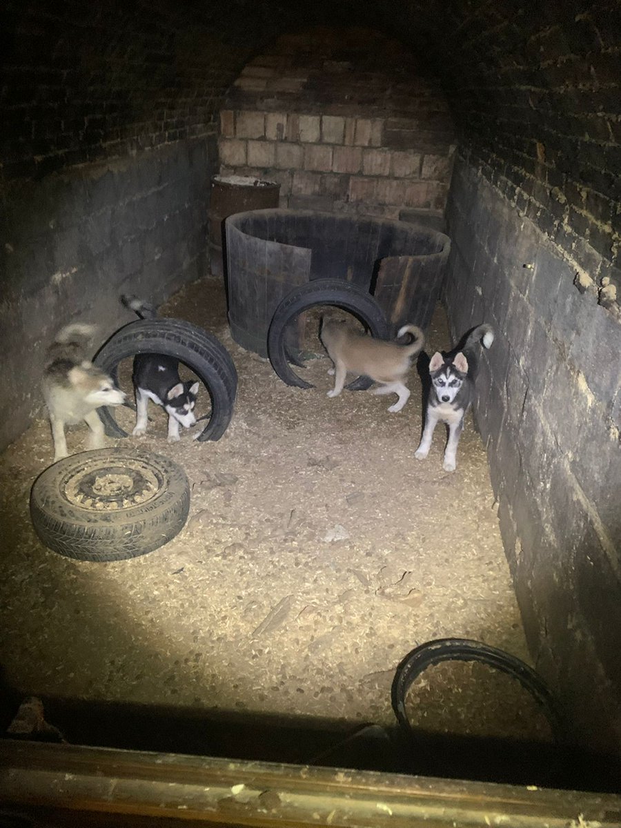 LPDnoe's tweet photo. 😣 🐾
Es müssen unfassbare #Qualen gewesen sein, die diese nur wenige Wochen alte #Tiere erlitten haben müssen. Die gute Nachricht: sie werden nun durch die Tierheime artgerecht versorgt & betreut.
☝️ Wer gute Nerven hat, kann hier weiterlesen: https://t.co/7VUvcRf6oy
📷 LPD NÖ https://t.co/Q4WtApKKwL