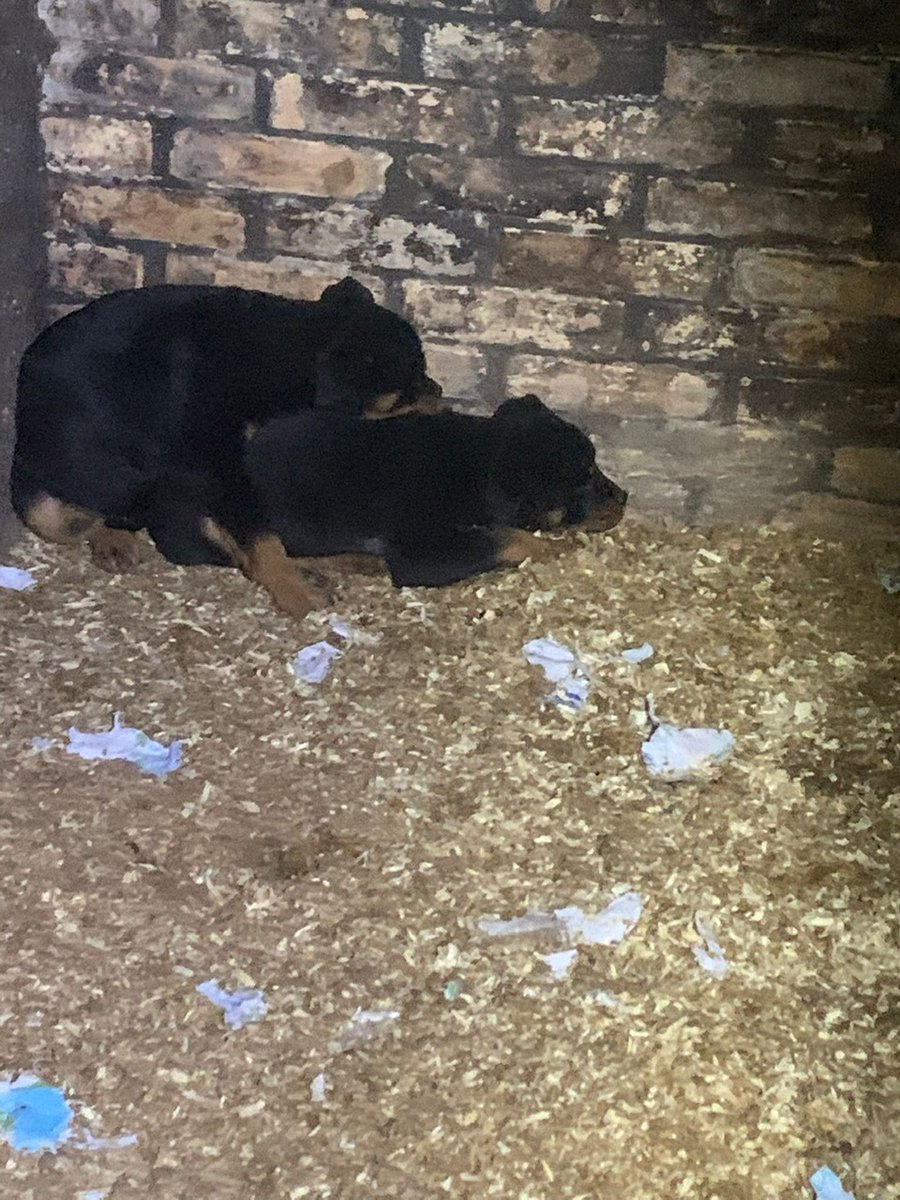 LPDnoe's tweet photo. 😣 🐾
Es müssen unfassbare #Qualen gewesen sein, die diese nur wenige Wochen alte #Tiere erlitten haben müssen. Die gute Nachricht: sie werden nun durch die Tierheime artgerecht versorgt & betreut.
☝️ Wer gute Nerven hat, kann hier weiterlesen: https://t.co/7VUvcRf6oy
📷 LPD NÖ https://t.co/Q4WtApKKwL
