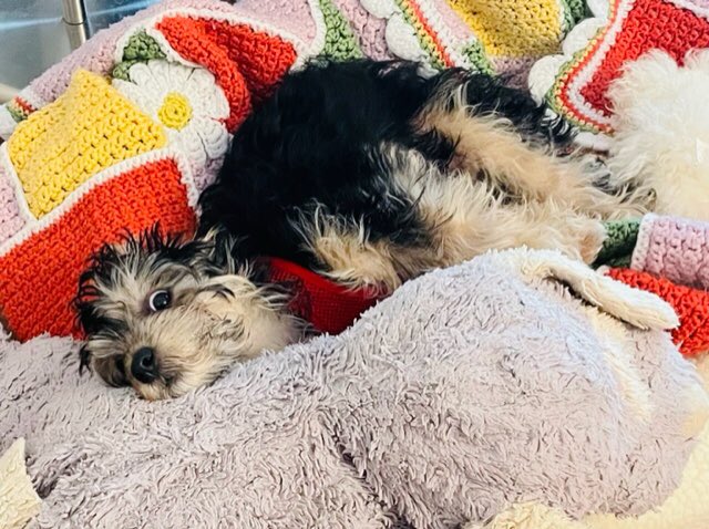 WillieBeta's tweet photo. When you overhear your parents making an appointment with the vet 🐶😀
#CatsOnTwitter #dogsoftwitter https://t.co/wI1fFmV2E5