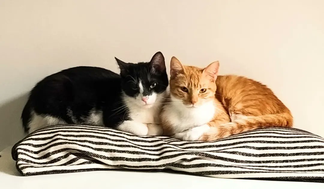 ClubGomminiDOro's tweet photo. URGENTE, fate girare, vi prego!🙏
Cooper e Cecilia, 9 mesi, erano stati adottati. Ora, la famiglia che li aveva accolti  non può più tenerli. Si cerca adozione di coppia. Si trovano a Roma.
Per info: Giovanna 3490562874 o
Anna 320 2476184
https://t.co/uz3OCdi2AB https://t.co/Krb5OHLlNM