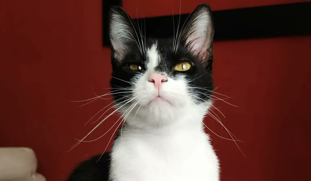 ClubGomminiDOro's tweet photo. URGENTE, fate girare, vi prego!🙏
Cooper e Cecilia, 9 mesi, erano stati adottati. Ora, la famiglia che li aveva accolti  non può più tenerli. Si cerca adozione di coppia. Si trovano a Roma.
Per info: Giovanna 3490562874 o
Anna 320 2476184
https://t.co/uz3OCdi2AB https://t.co/Krb5OHLlNM