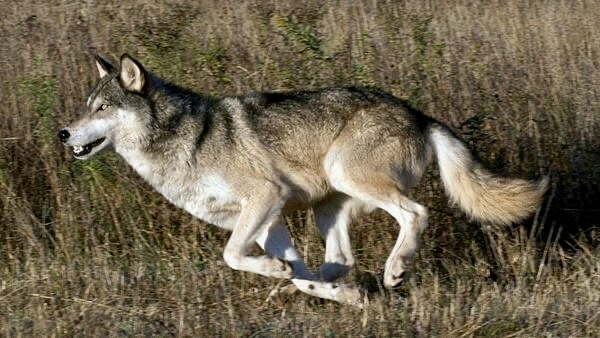 Волк в беге. Якутский тундровый волк. Бегущая с волками. Волк прыгает. Бегущий волк мем.
