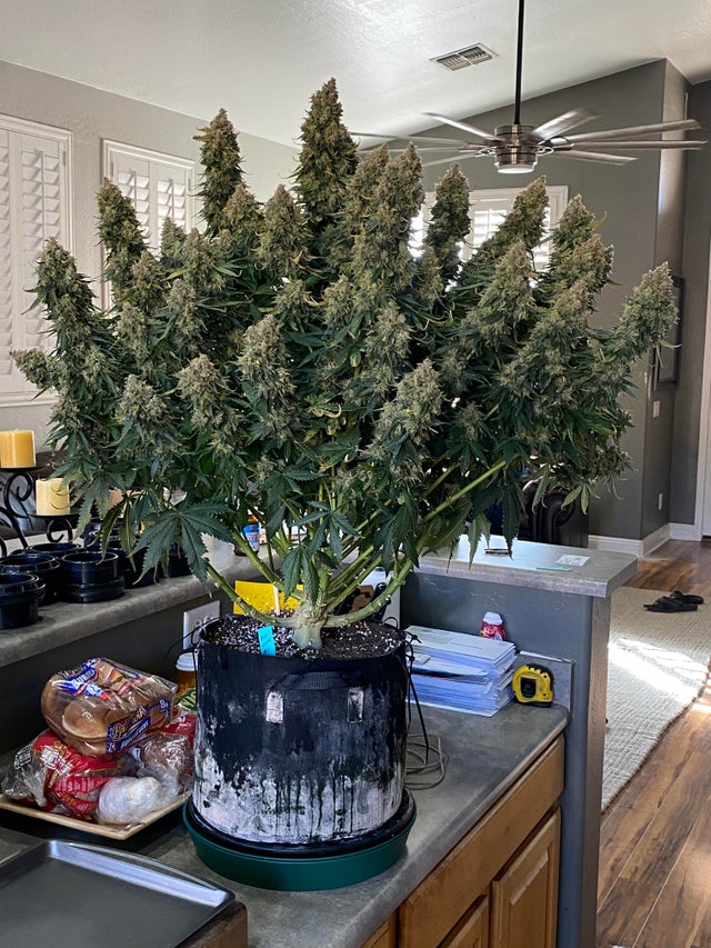 cana_kush's tweet photo. “Posted byu/BlazinDevl
Just officially hit the 1 pound club!” https://t.co/Wq6G3rkBS9

#cannabis 
#Coupons Deals! 👉 https://t.co/35frtJoUnM https://t.co/1oYBrGC8DG