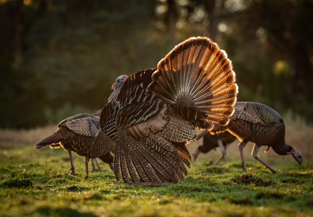 Mike Chamberlain (@wildturkeydoc) on Twitter photo Osceola, or Florida wild turkeys, face steep challenges. Their range is restricted to the FL peninsula, where habitat loss and urbanization are rampant. Ensuring their future will require innovative strategies to prioritize the bird <a href="/DrShortSpur/">Bret Collier</a> <a href="/NWTF_official/">The National Wild Turkey Federation</a> Osceola, or Florida wild turkeys, face steep challenges. Their range is restricted to the FL peninsula, where habitat loss and urbanization are rampant. Ensuring their future will require innovative strategies to prioritize the bird <a href="/DrShortSpur/">Bret Collier</a> <a href="/NWTF_official/">The National Wild Turkey Federation</a>
