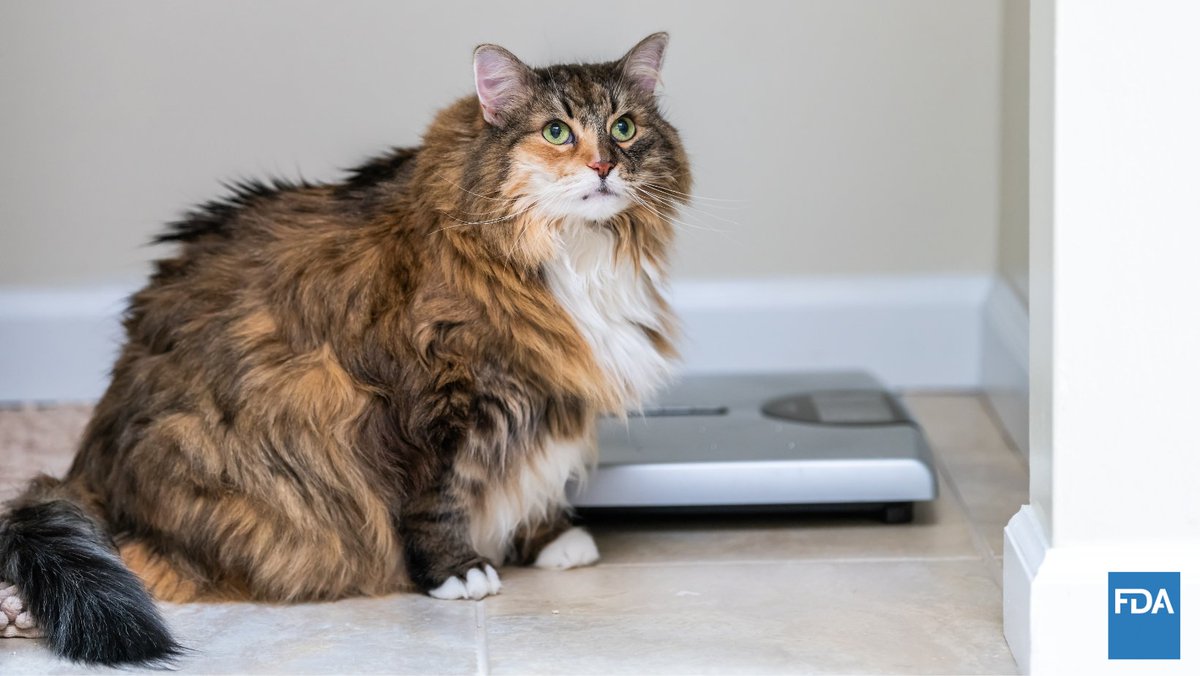 US_FDA's tweet image. Has your cat put on some extra pounds?

Check with your veterinarian too see if your feline friend's weight is becoming unhealthy. go.usa.gov/xtVaR

#NationalCatHealthMonth