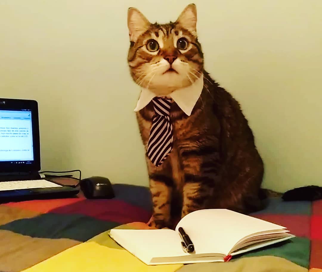 CatWorkers's tweet photo. https://t.co/3iOfQB6oQO