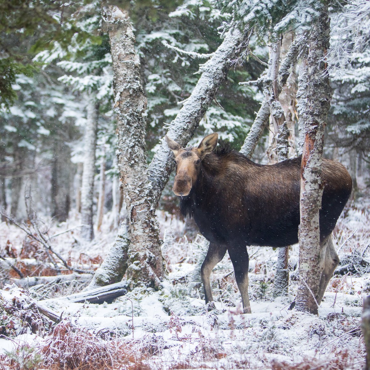 Whenever people drive the #CabotTrail, their first comment after completing isn't about how gorgeous the coastal scenery, it's always about if they've seen a #moose or not.  #VisitCapeBreton #VisitNovaScotia #Unamaki