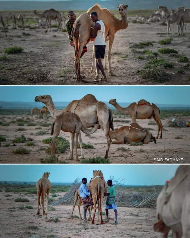 abdirisak_ahmd's tweet photo. Geel waa geel wixii gooyaana waa geel.

#geela #somaalia https://t.co/4bNp5AD7q8