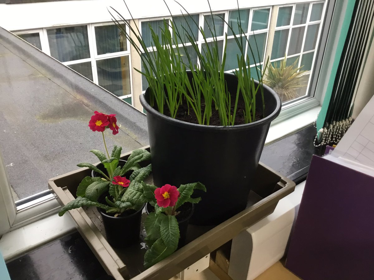 LeysFarm's tweet photo. At the start of the spring term 6H planted a variety of bulbs and seeds. These are our results so far. We set the school a challenge to grow their own class flowers from bulbs and seeds. Do any of the other classes got any beautiful results to show? #LFJSoutdoorlearning https://t.co/ozUhqt94xy