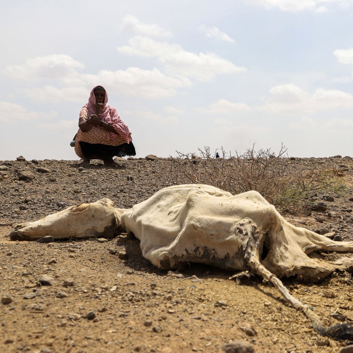 ajplus's tweet image. 13 million people in Kenya, Somalia &amp;amp; Ethiopia face severe hunger after the worst drought in 40 years, says the UN.

Farms are being abandoned after animal deaths and failed crops. Experts say Africa contributes the least to the climate crisis but faces the brunt of its effects.