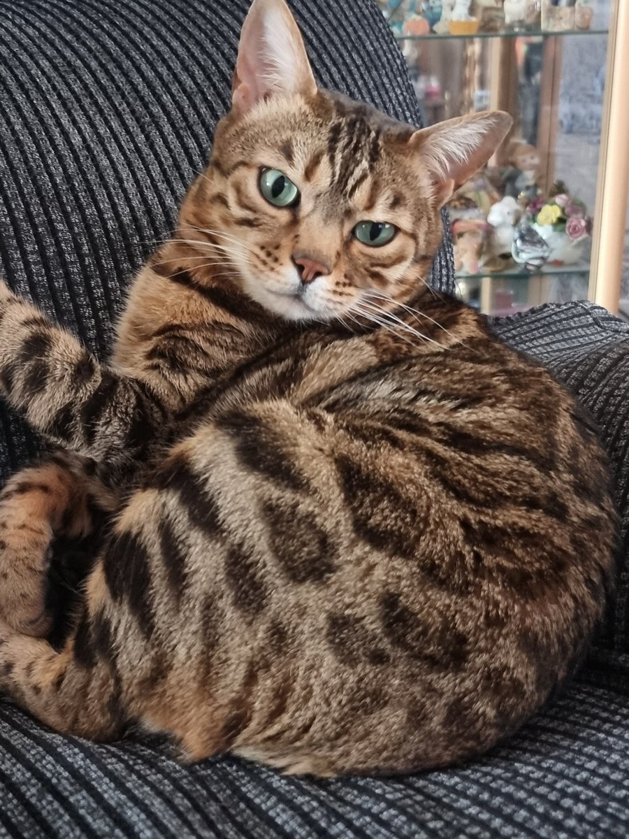 chezzaavfc's tweet photo. Nala says kurt zouma i want to scratch your eyes out vile horrible person #bengalcat #sackkurtzouma #KurtZoumaAnimalAbuser https://t.co/Pti08eGSfr