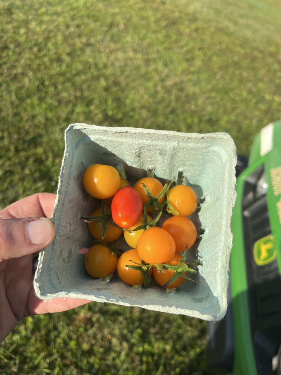 CTEsrq's tweet photo. With student help in a growing space of fewer than 2000 sq ft, in 12 weeks, #thefarmscs was able to yield over 150 pounds of produce that went directly into our cafeterias and culinary programs! The tomato plants are THRIVING, producing over 80lbs.
#CTEMonth #CTEscs #farmtotable https://t.co/DaKP0G7LrN