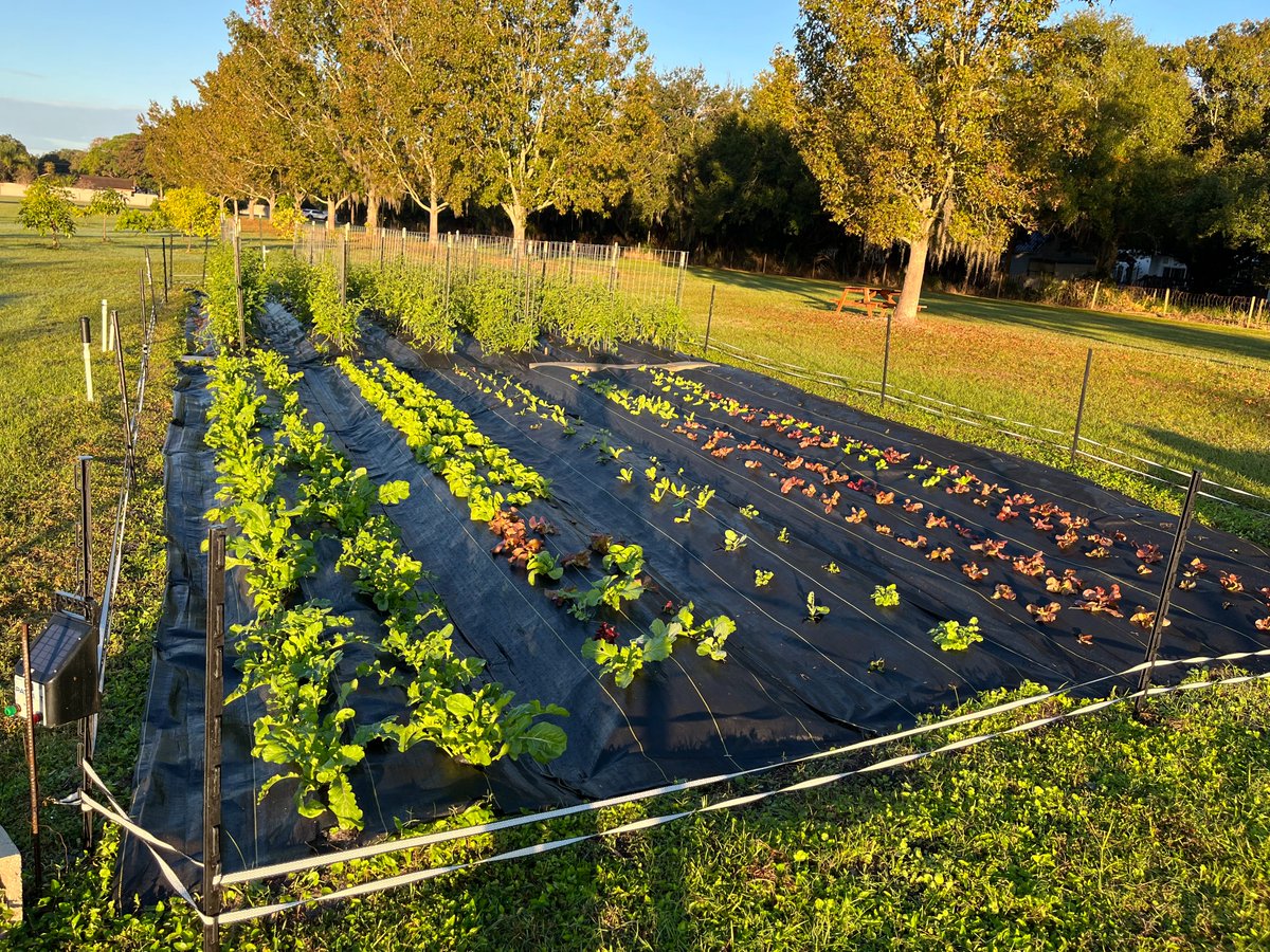 CTEsrq's tweet photo. With student help in a growing space of fewer than 2000 sq ft, in 12 weeks, #thefarmscs was able to yield over 150 pounds of produce that went directly into our cafeterias and culinary programs! The tomato plants are THRIVING, producing over 80lbs.
#CTEMonth #CTEscs #farmtotable https://t.co/DaKP0G7LrN