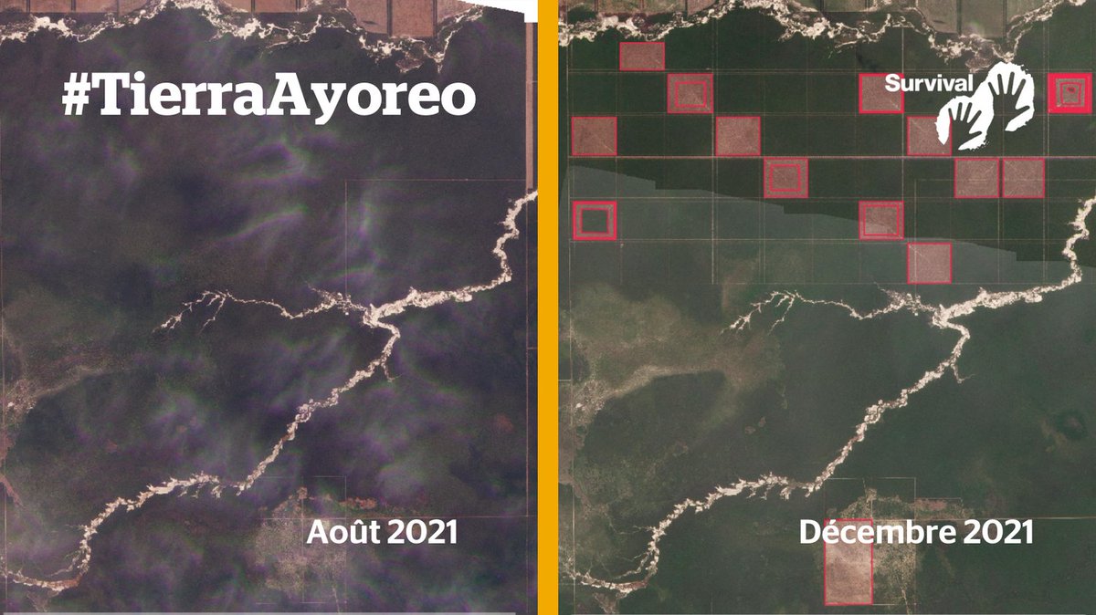 SylviePortier26's tweet photo. De nouveaux projets de déforestation découverts au #Paraguay ❗️

Une nouvelle grande zone du territoire où vivent les Ayoreo #NonContactes vient d'être délimitée pour être bientôt défrichée !

@CIDH protégez la #TierraAyoreo !
@survivalfr 

https://t.co/5qH1KQ98Re