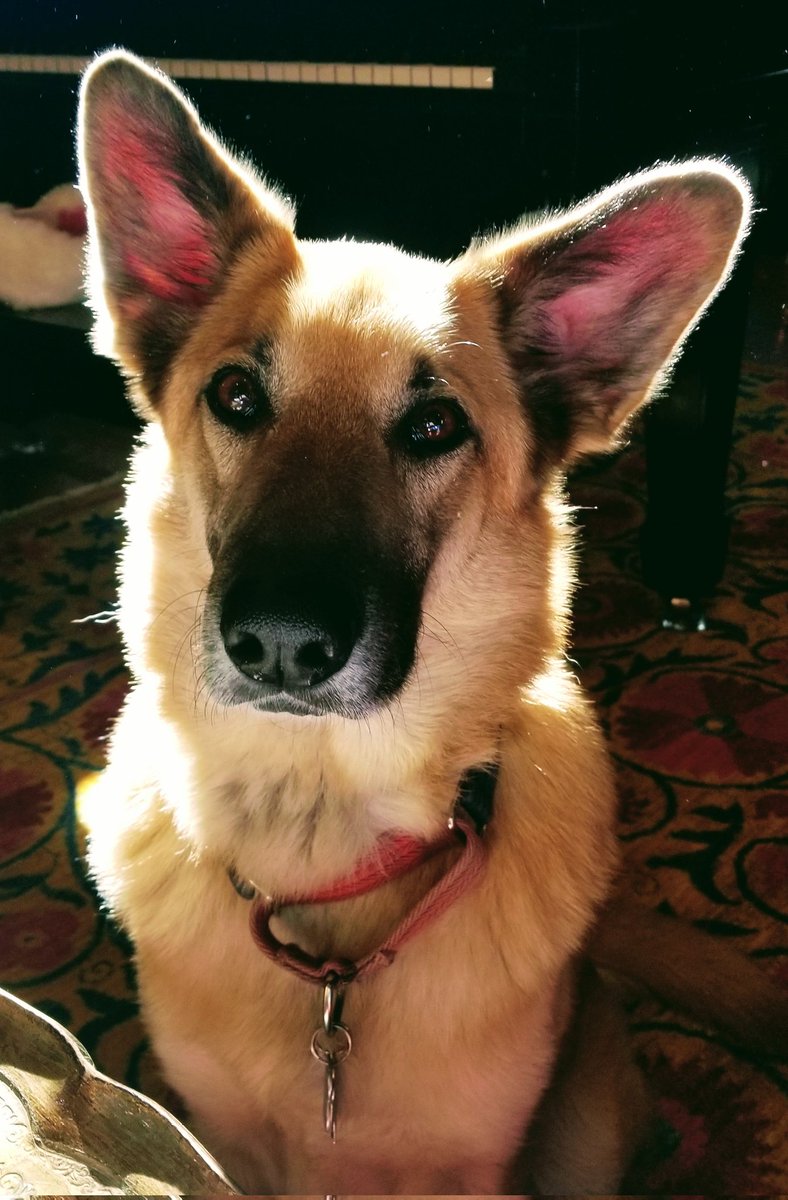 sloess's tweet photo. @EdwardHand8 BrockStar, yes, but "Pokey Reese has it! He throws to first! And the Red Sox have won the American League pennant! Their greatest victory in team history!"
And besides, my dog is named Pokey. https://t.co/0znYj8xJfA