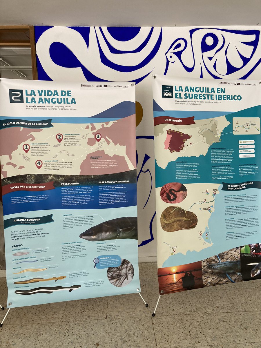 iesflori's tweet photo. Y no se nos olvida la exposición cedida por ANSE @asociacionanse : PROYECTO #GePesAng sobre el seguimiento de la anguila. https://t.co/KM7uXJnMXs
