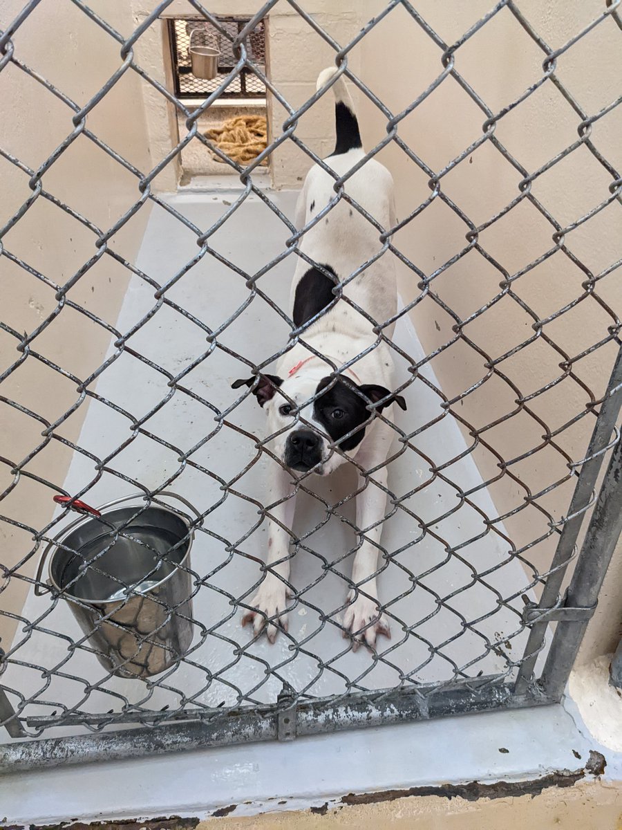 Friends of DACC tweet media