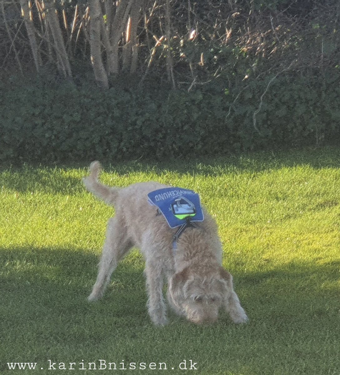 PrivatNissen's tweet photo. Selv en certificeret terapihund må engang imellem til dyrlægen og vaccineres. Bine nød et frikvarter i solskin, med gode dufte og plads til at strække de lange ben ud 🌞👍
#terapihund #servicehund #dogsoftwitter
Klinik for #psykoterapi https://t.co/dvpz4HUXzd