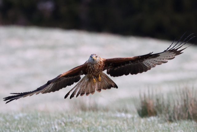 Argaty Red Kites tweet media