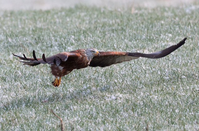 Argaty Red Kites tweet media