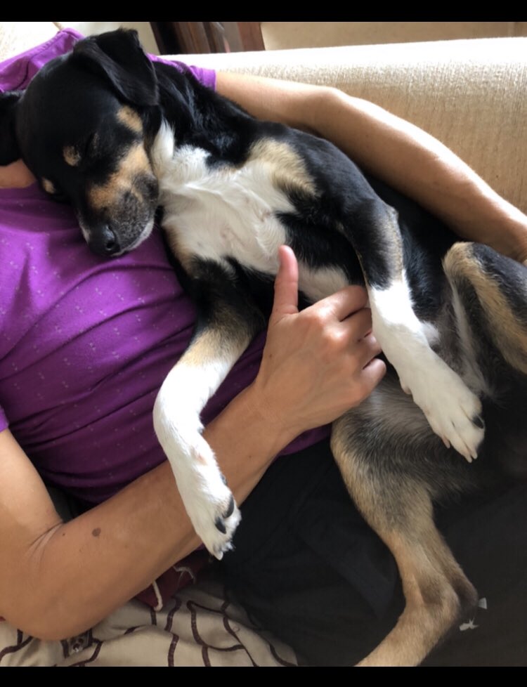 suesmith8's tweet photo. Something is very wrong with people that hurt animals they rely on us to look after them! Love your pets 🐶 🐱 https://t.co/dB0uhiGaFy
