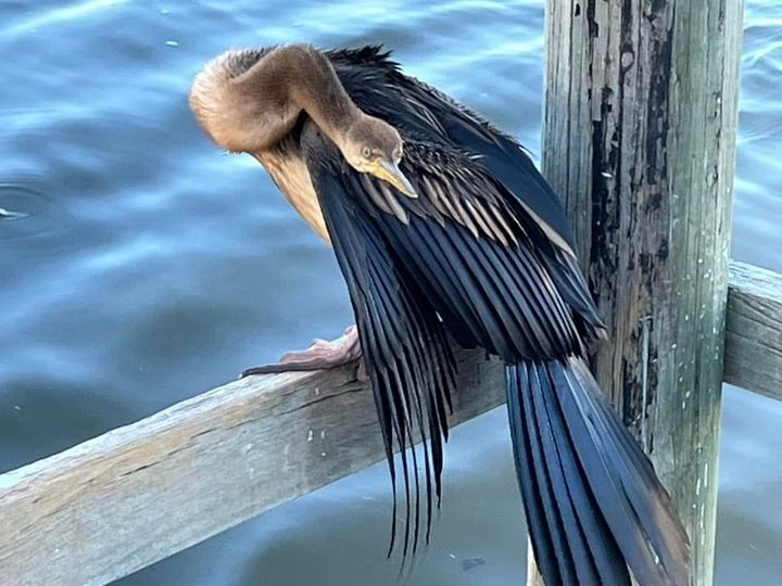 SureshRajan6's tweet photo. This guy caught my attention and he allowed me to get close as well. #PerthIsOK #BirdsOfPerth https://t.co/UJGx68y8lM