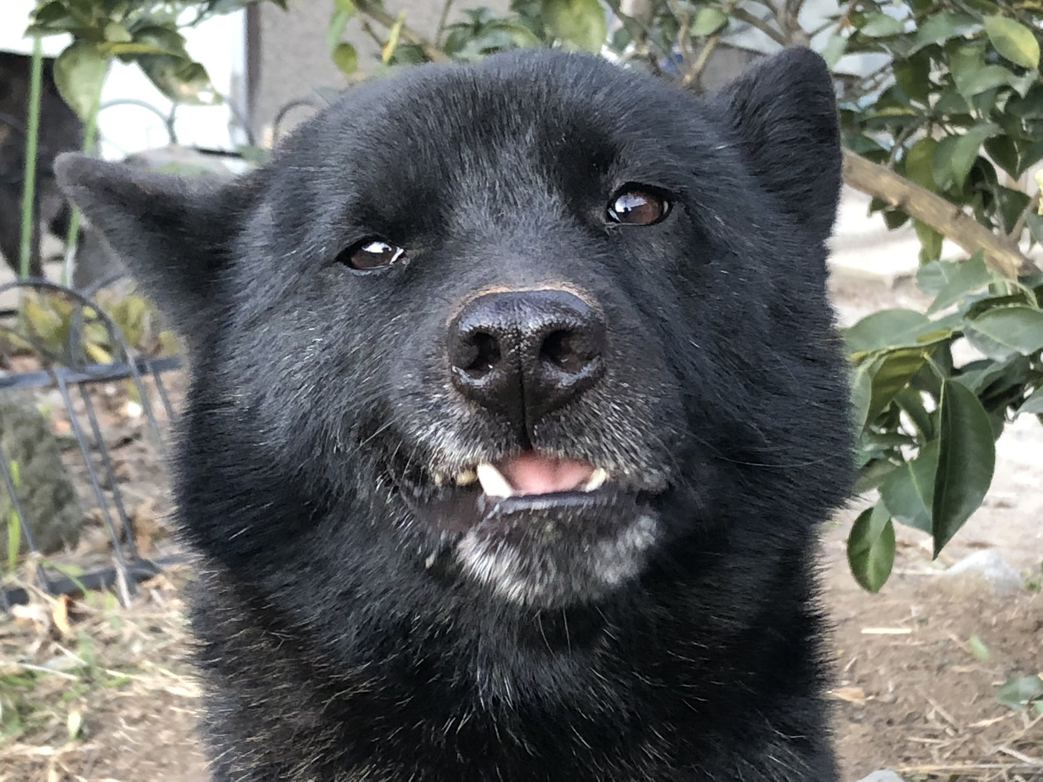 甲斐犬南アルプス犬舎 わるそうな顔しててもかわいい 甲斐犬 南アルプス犬舎 かわいい甲斐犬フォトコンテスト T Co Hthhpiz1pp Twitter