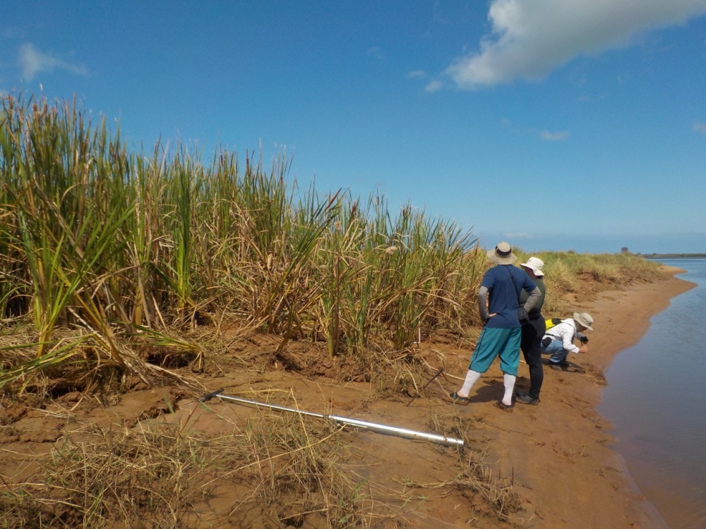 AgenciaFAPESP's tweet photo. Estudo mostra eficácia de #plantaaquática para recuperar ambiente impactado por #minériodeferro. Em @HAZMAT_journal, cientistas destrincham mecanismos de absorção do ferro pela taboa no estuário do #RioDoce, afetado pelo rompimento da #BarragemdoFundão. https://t.co/ybgWxUDnVi https://t.co/yHY2RcxbPM