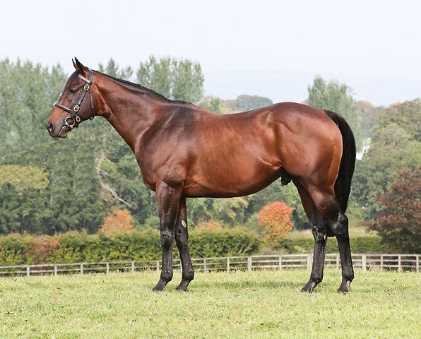 buyanom's tweet photo. 🚨NEW LISTING🚨

A nomination to DANDY MAN has been added to the site. 

🟠 Proven Gr1 Sire

🔵 Sire of stakes winners Mooniesta, Happy Romance, The Highway Rat and Dandalla in 2021

🟠 8 yearlings made six-figures sums in 2021

🔵 Best crops still come!

@BallyhaneStud https://t.co/un7AmESU2F