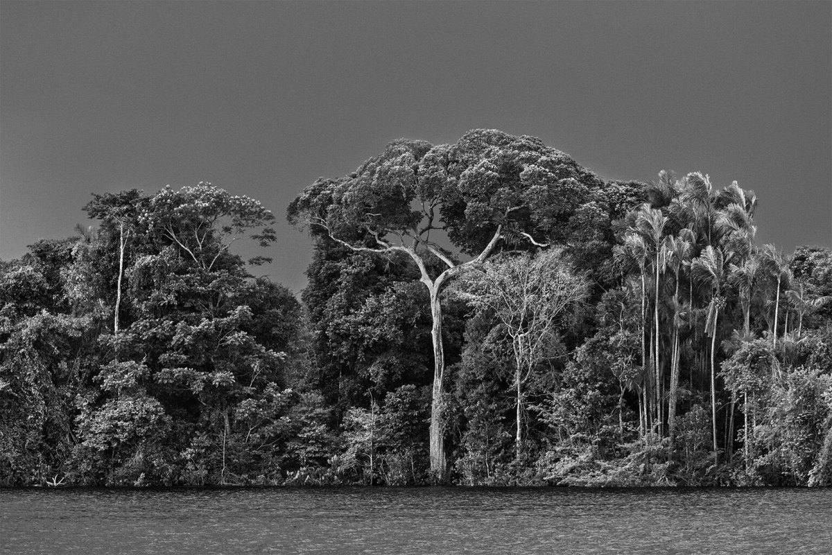 AestheticaMag's tweet photo. "I don't believe a person has a style. What people have is a way of photographing what is inside them. What is there comes out."

Documentary photographer and photojournalist Sebastião Salgado was born #OnThisDay in 1944. https://t.co/mIrtw2yAS2