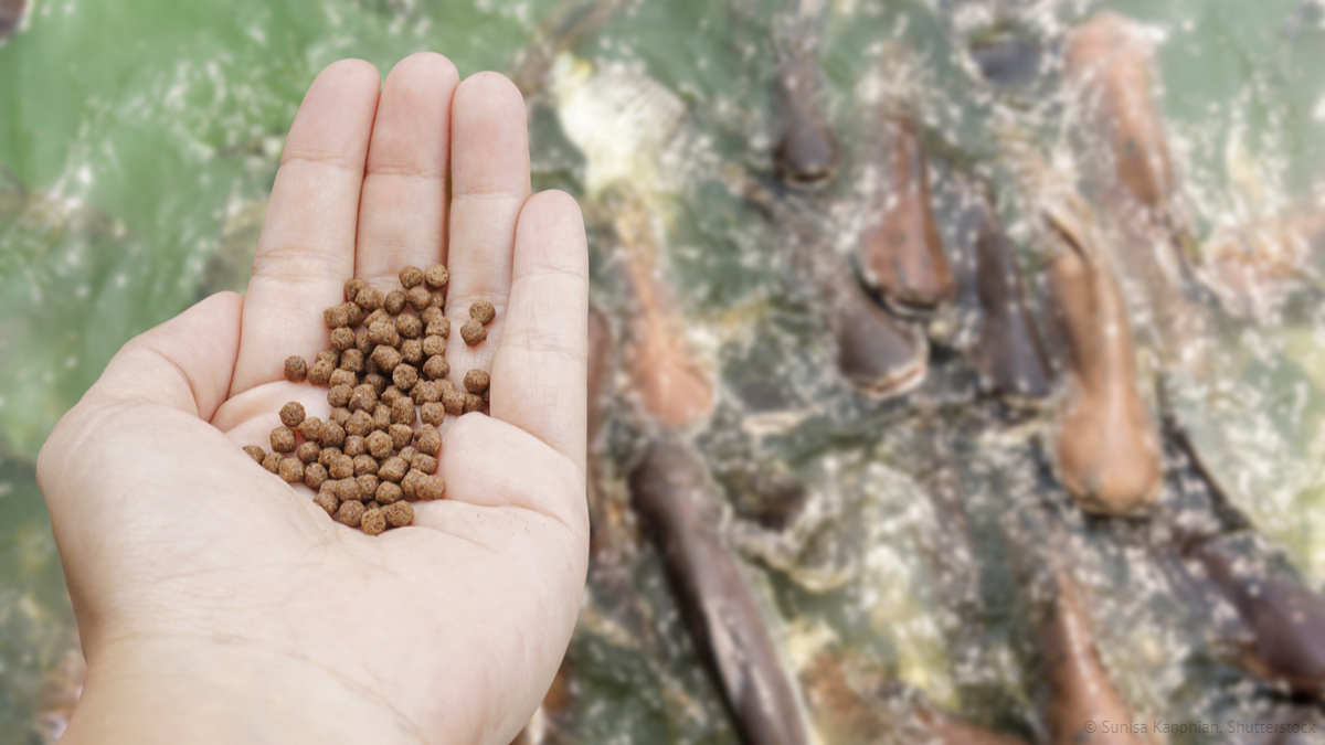 From #wood to food? 

Europe suffers from a shortage of #protein for animal feed 🐟🐡 – but <a href="/SYLFEED_EU/">SYLFEED</a> has a solution! 

💡 With its innovative method, this #EUfunded project managed to transform wood byproducts into #aquafeed.

➡️ bit.ly/SYLFEED-project 

#aquaculture
